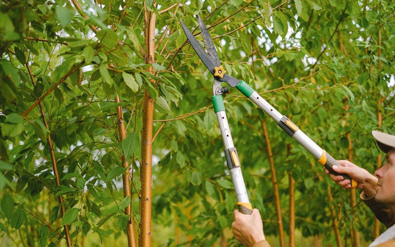 Tree trimming in Friendship, IN